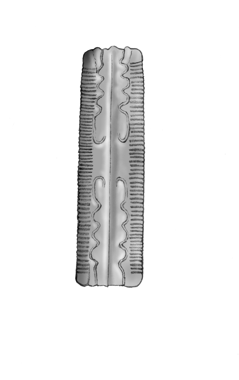 Dictyocha speculum